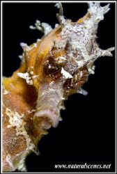 Seahorse portrait 350D/70mm by Yves Antoniazzo 